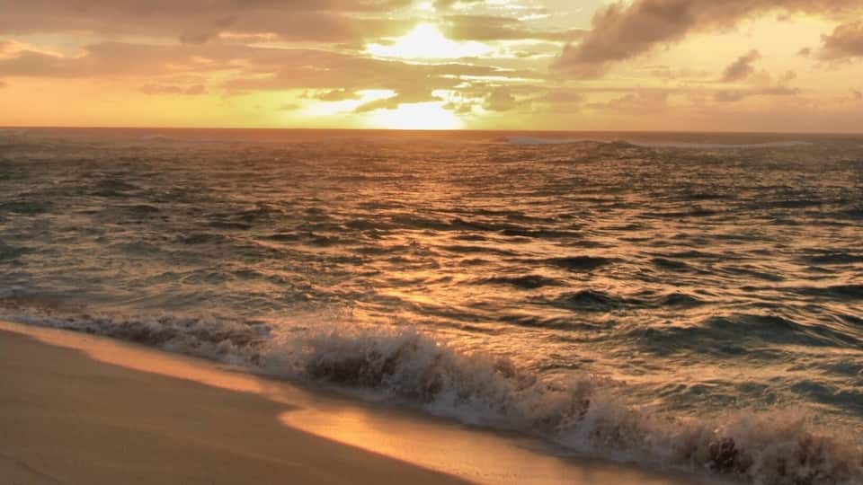 Lives up to its name
#Golden