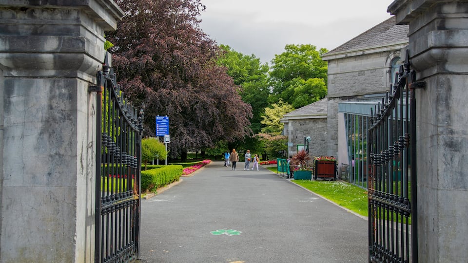 A paved pathway flanked by stone buildings and a large tree with purple leaves.