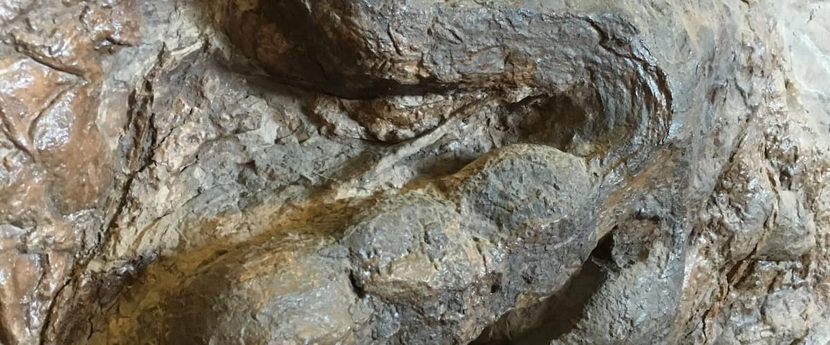 Dinosaur Tracks!