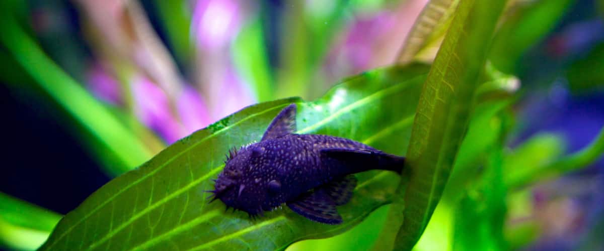 Living Planet Aquarium showing marine life