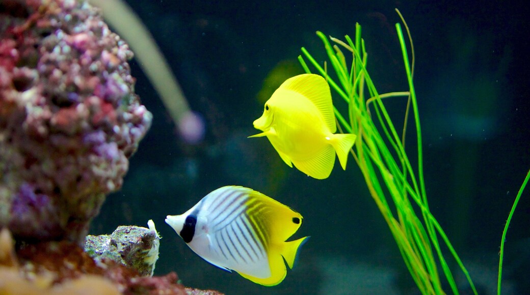 Loveland Living Planet Aquarium which includes marine life and coral