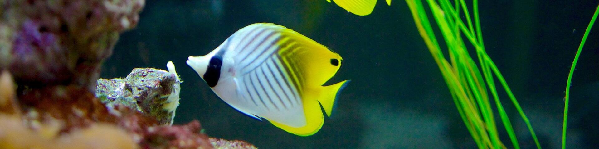 Loveland Living Planet Aquarium which includes marine life and coral