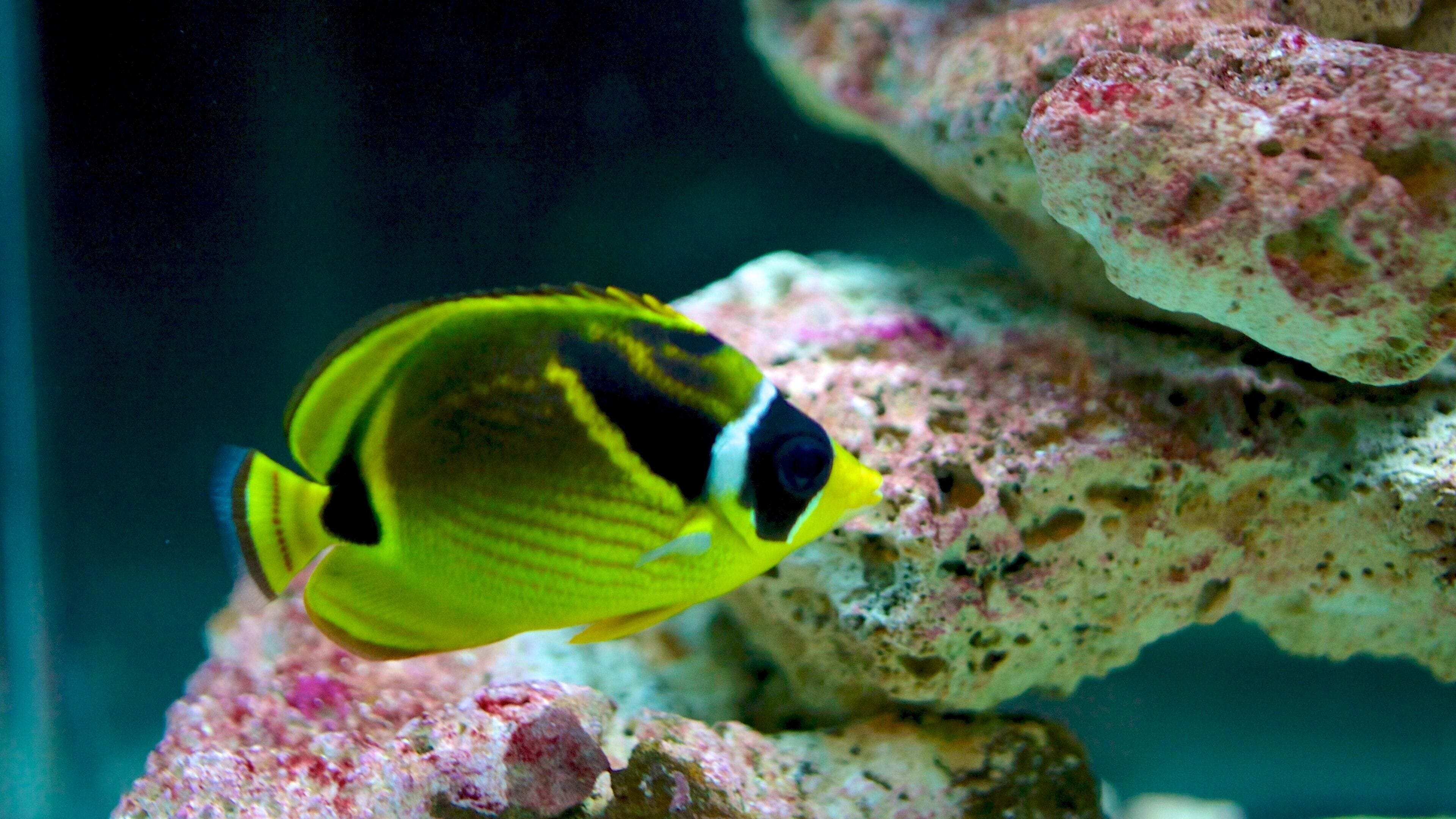 Living Planet Aquarium presenterar havsdjur och korall