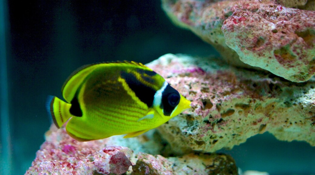 Living Planet Aquarium presenterar havsdjur och korall