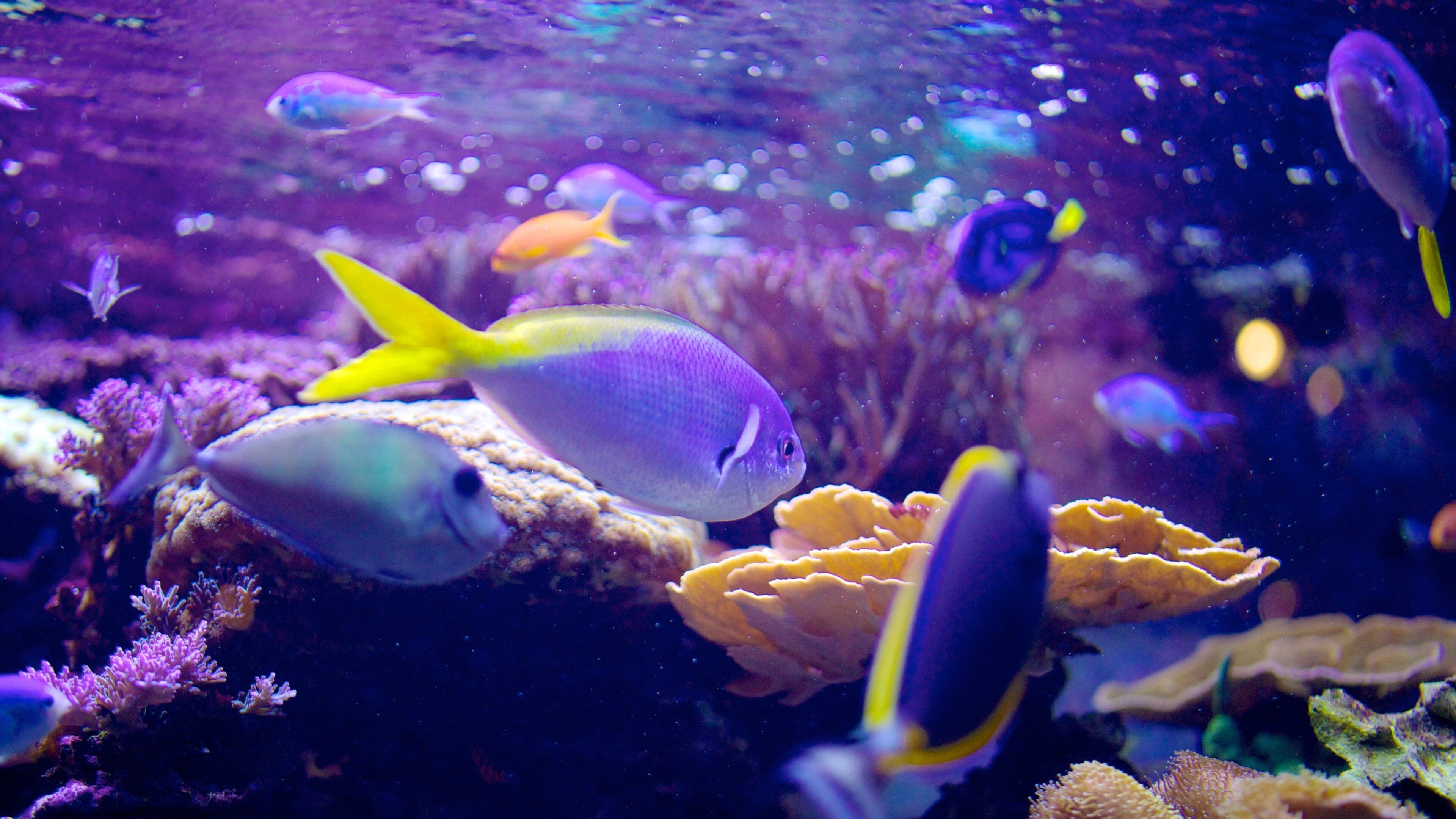 Living Planet Aquarium showing marine life and colorful reefs