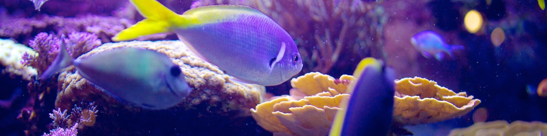 Living Planet Aquarium featuring colorful reefs and marine life