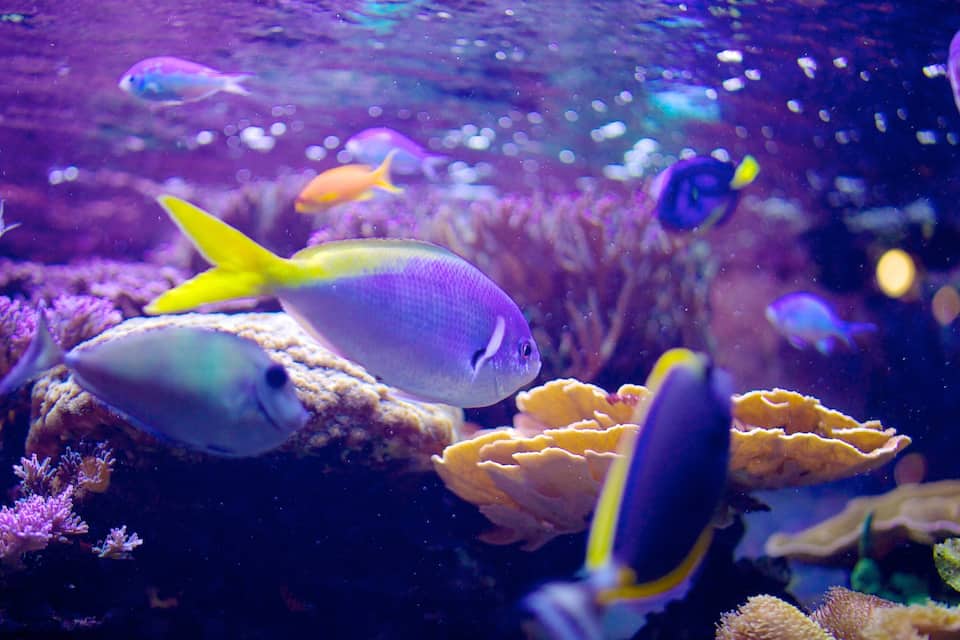 An underwater scene with various fish and coral formations.