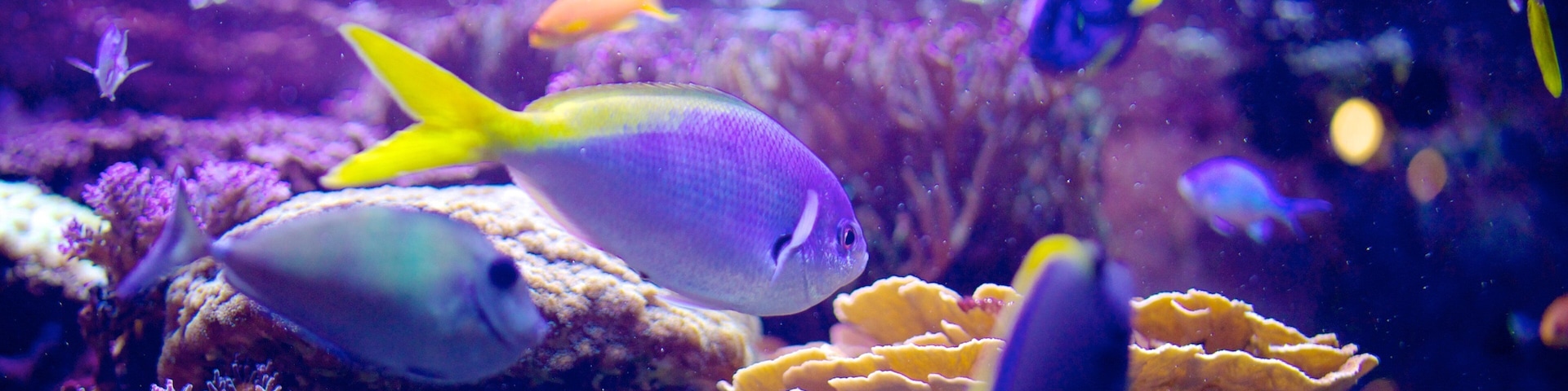 Living Planet Aquarium featuring colorful reefs and marine life
