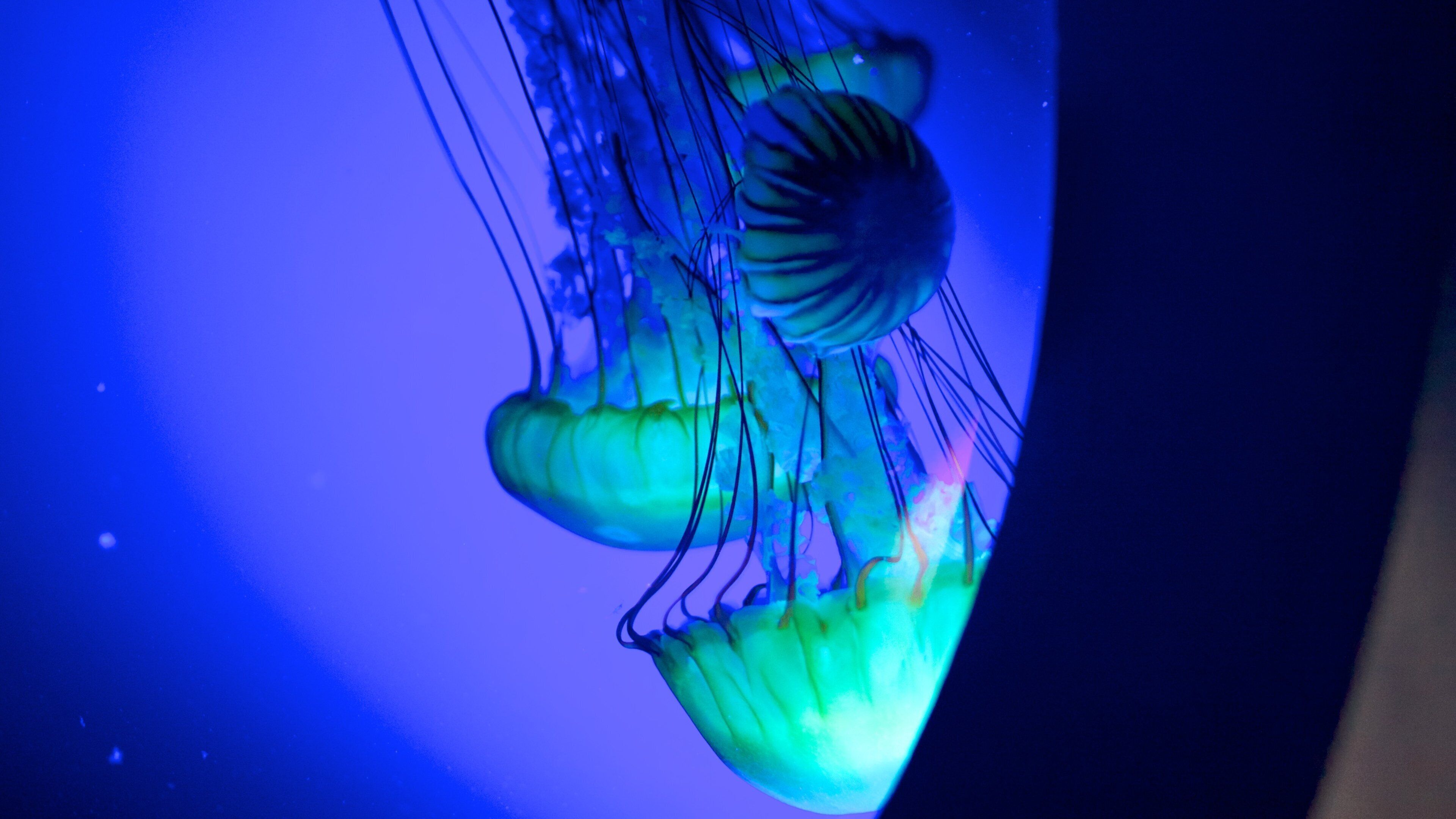 Loveland Living Planet Aquarium showing marine life