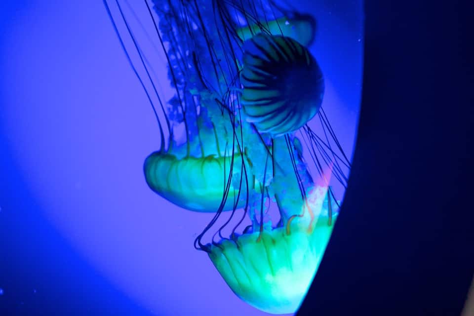 Una medusa en un entorno iluminado con luz azul.
