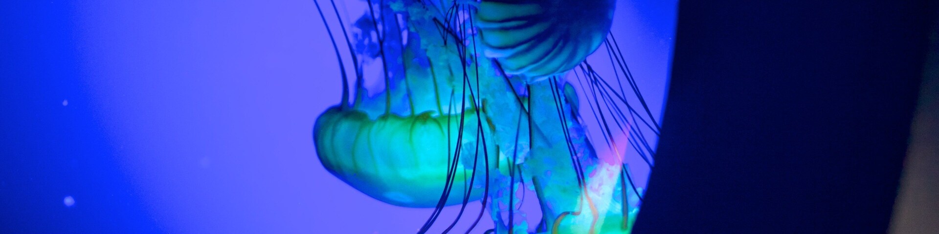 A jellyfish in a blue-lit environment.