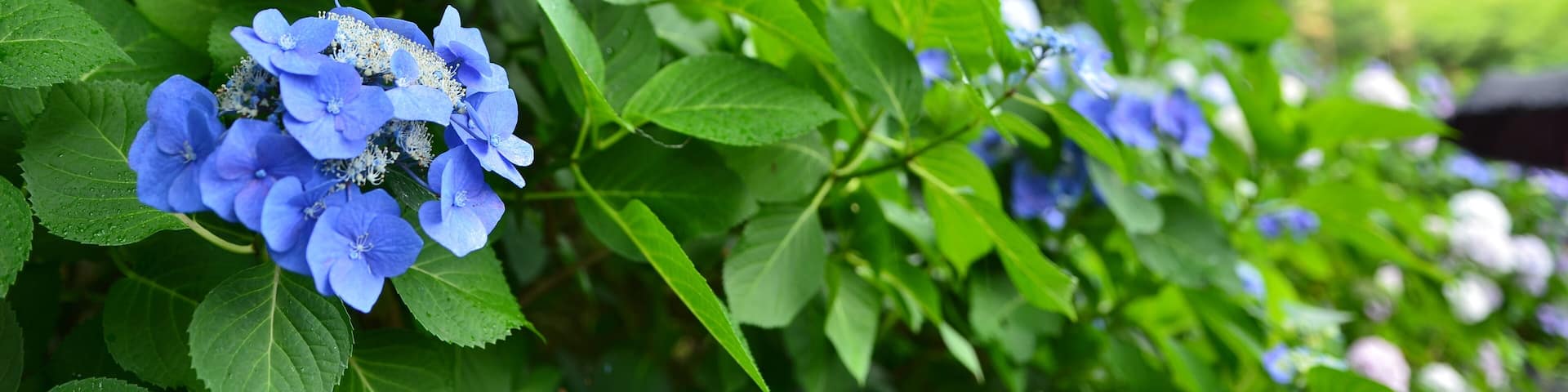 高幡不動尊・紫陽花