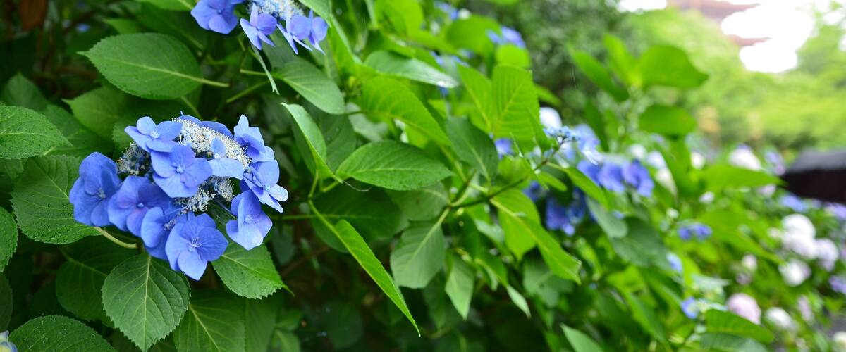 A close-up of blue flowers with green leaves.