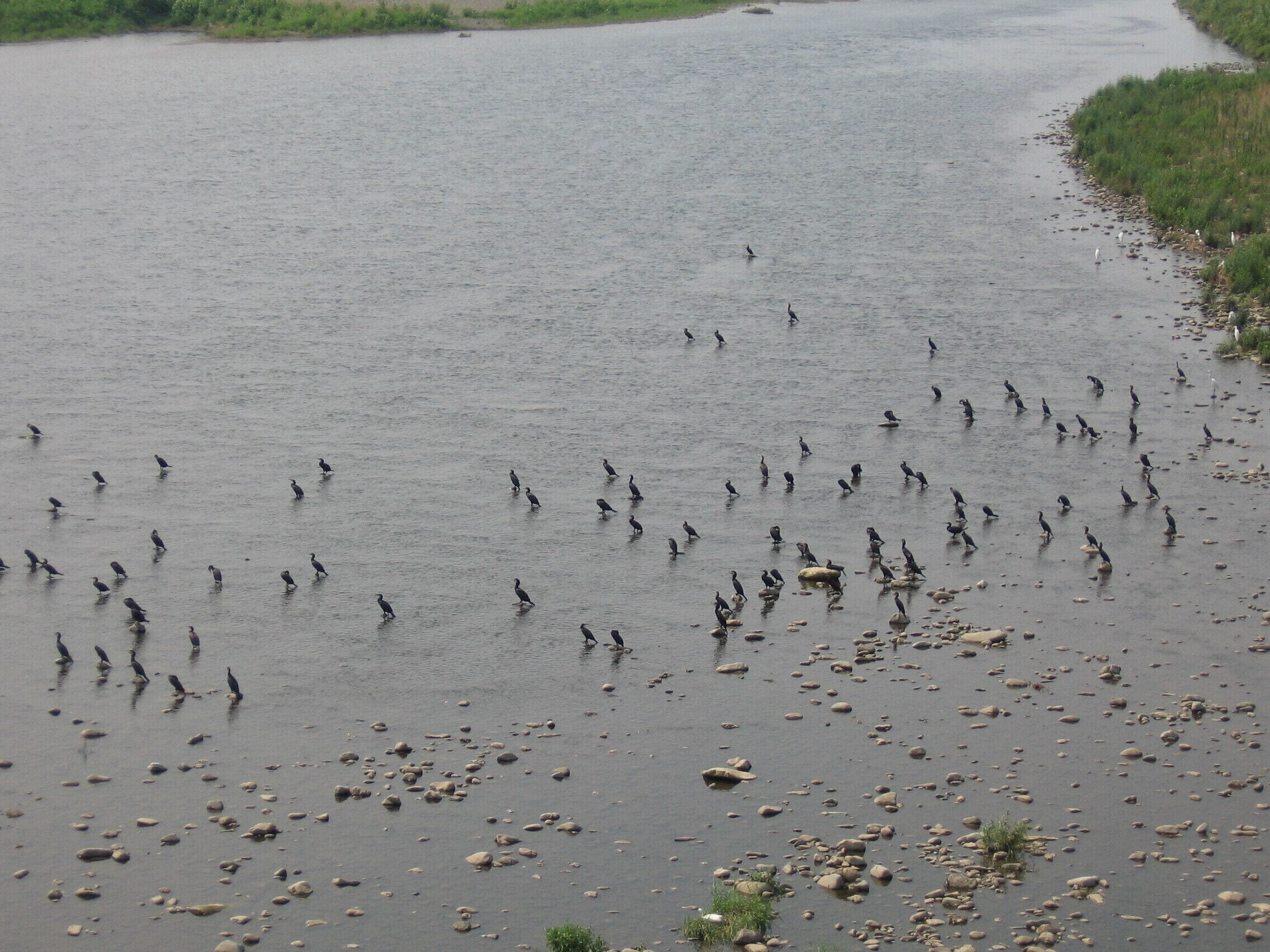 川鵜の群れ