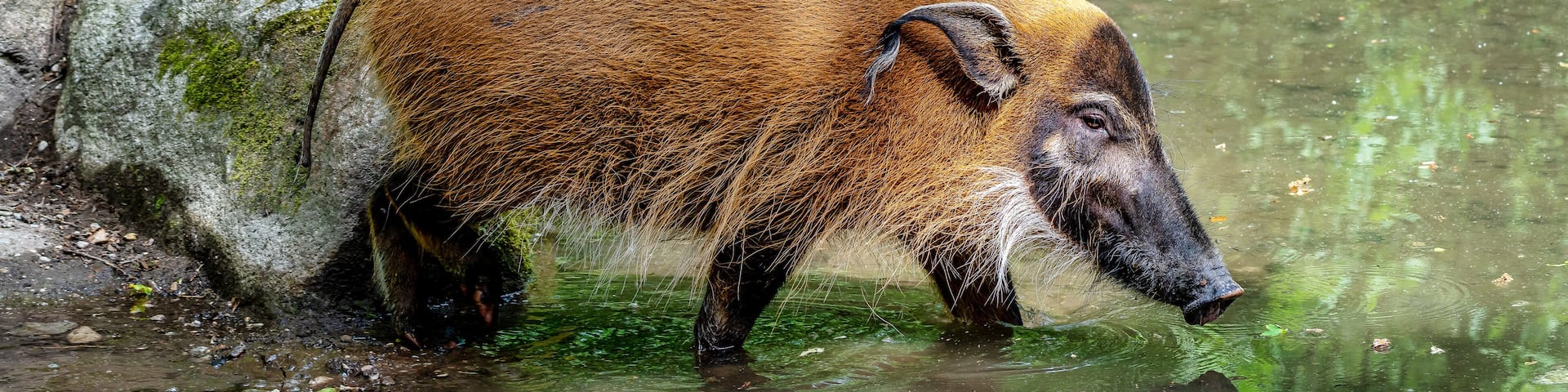 Red river hog, Potamochoerus porcus, also known as the bush pig.