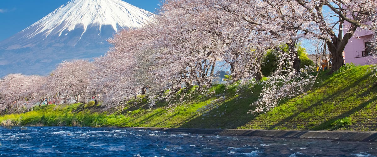 Mountain Fuji and cherry blossom sakura in spring season