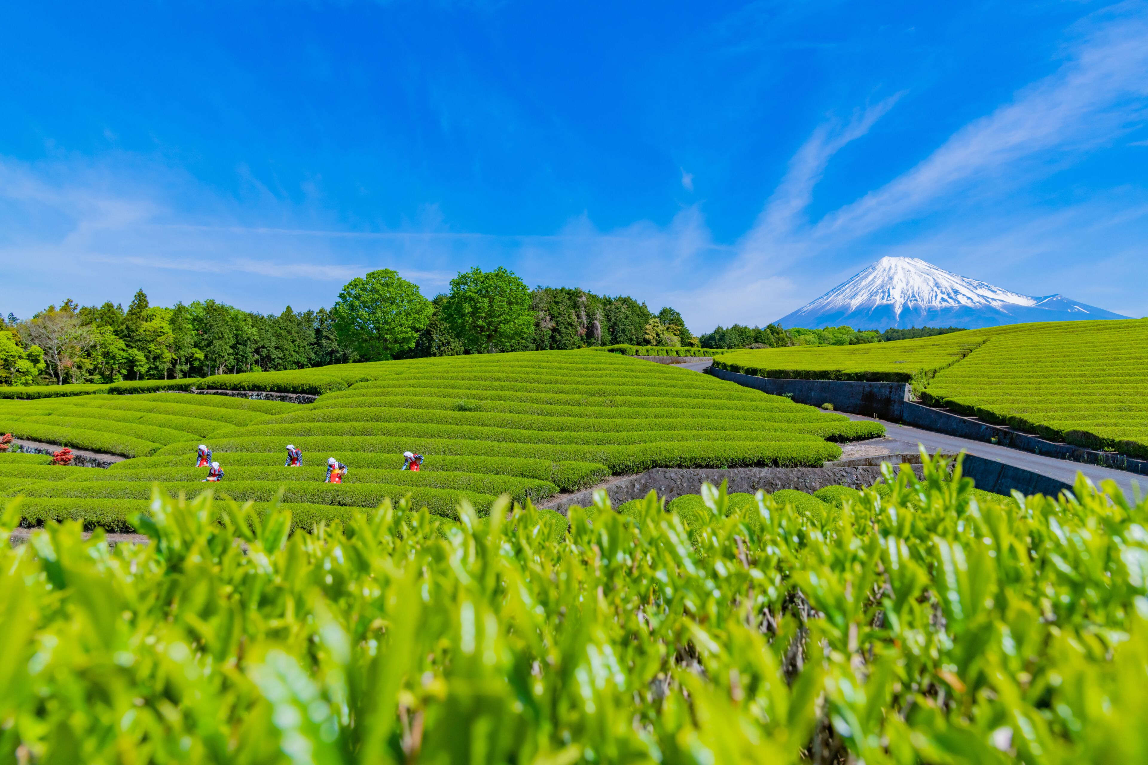 Fuji