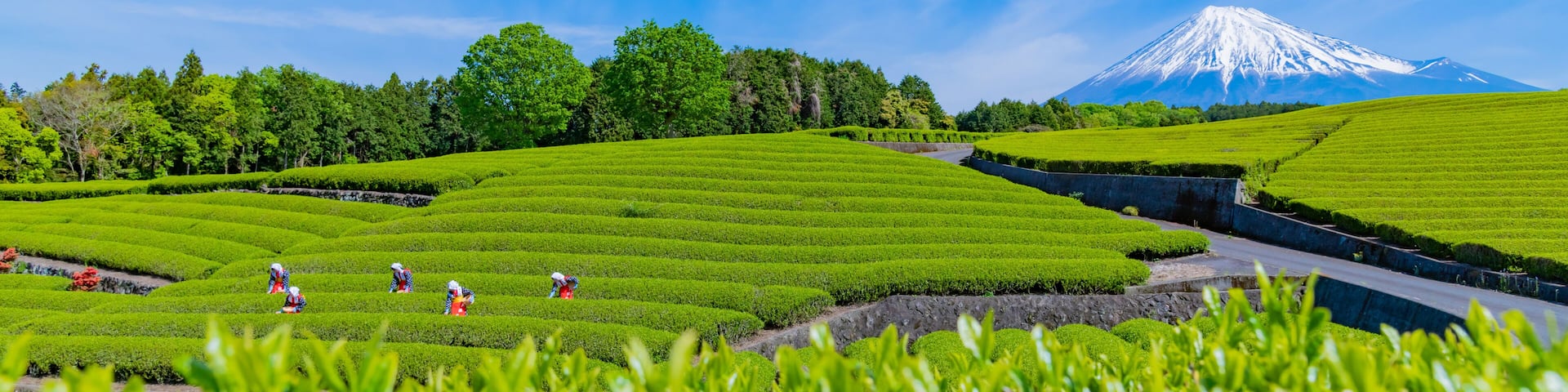 静岡県富士市 大淵笹場の茶畑 お茶まつり