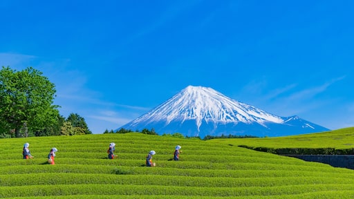 静岡県富士市 大淵笹場の茶畑 お茶まつり