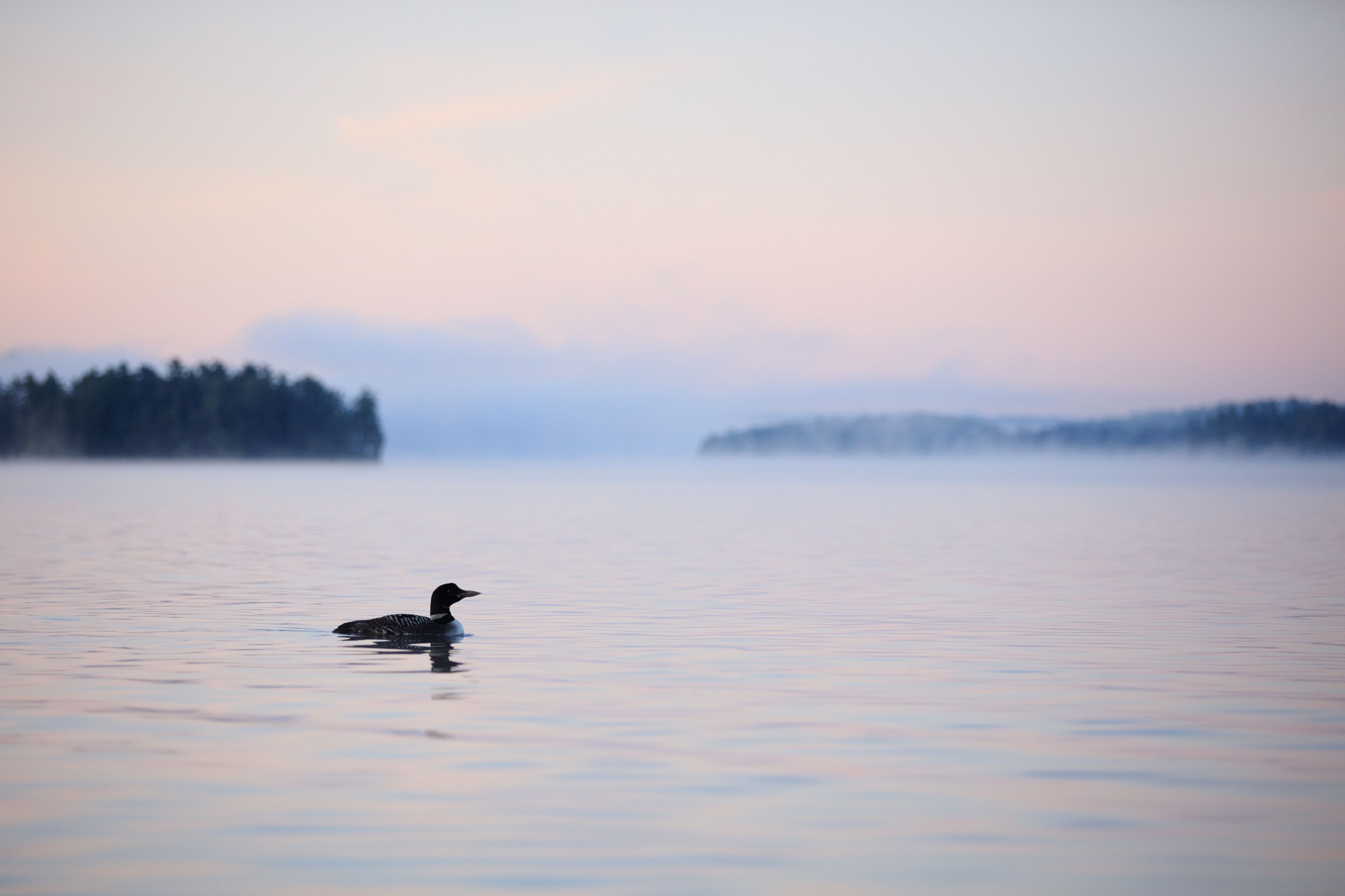 Common Loon at Dawn