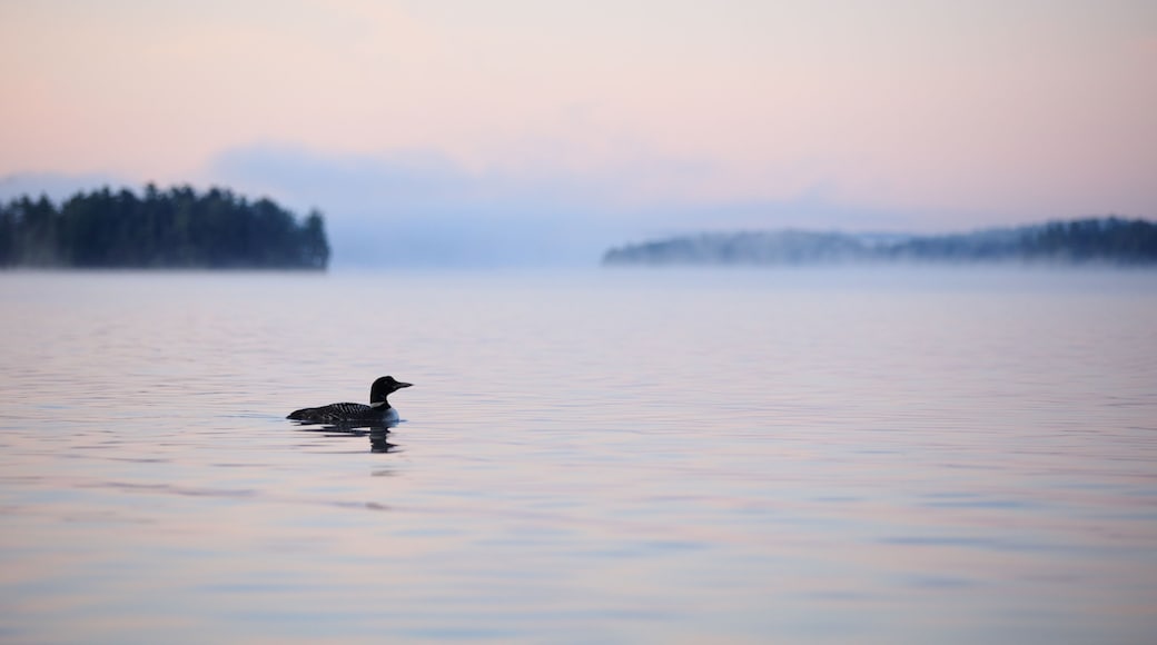 Common Loon at Dawn