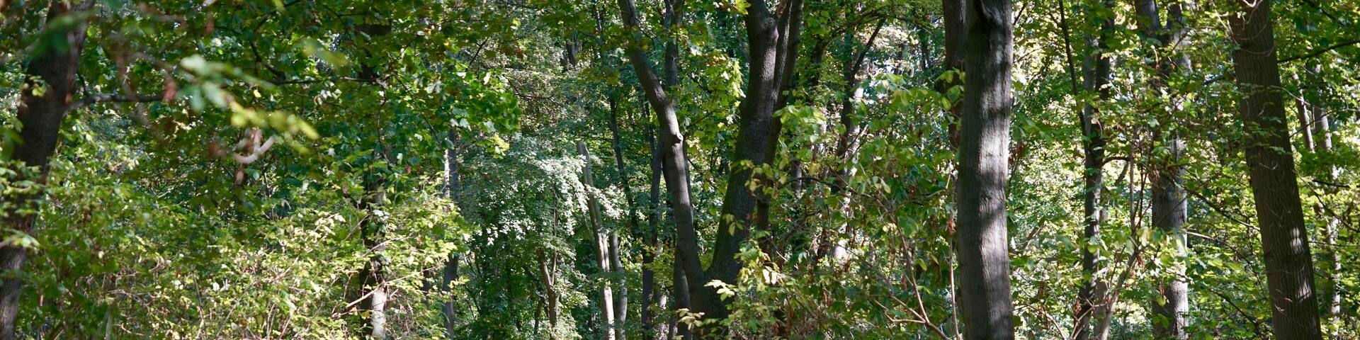 Humboldthain (Berlin)