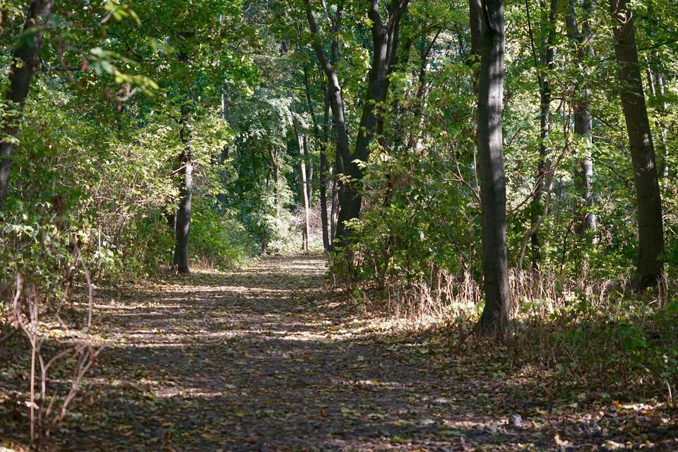 A forest path surrounded by trees.