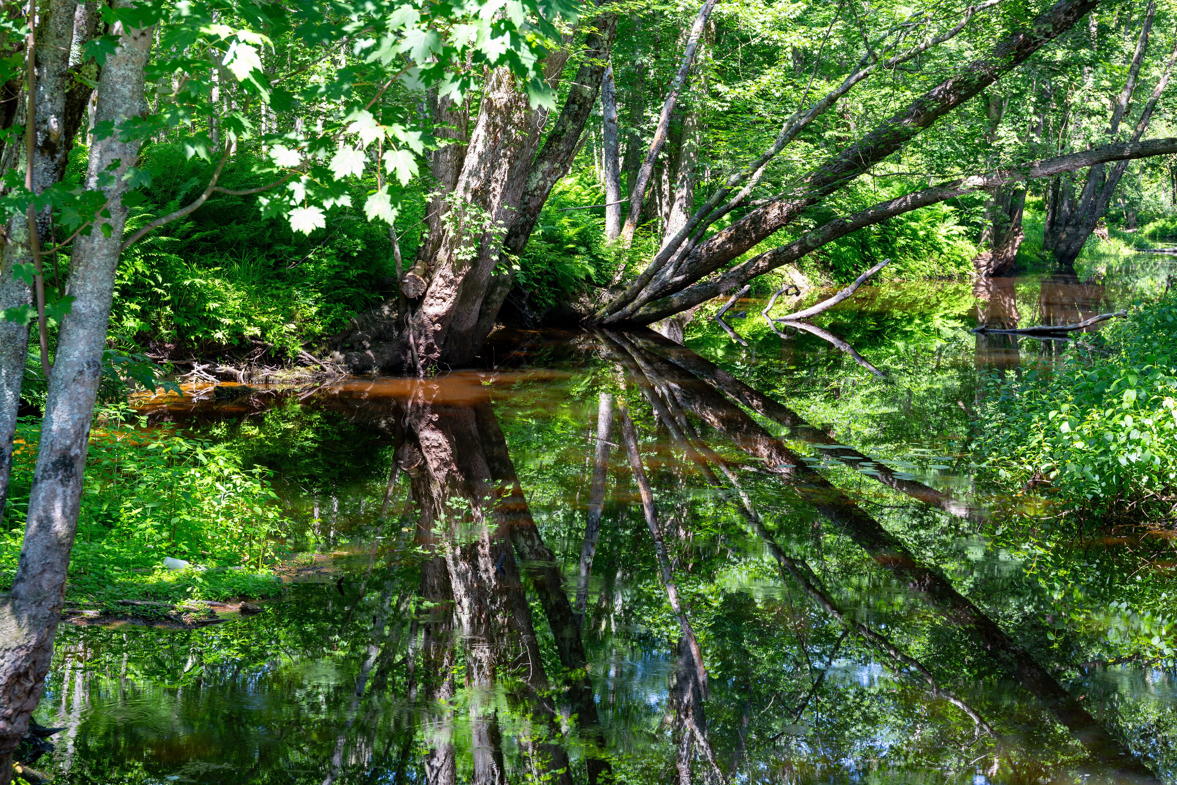 Idlyllic tree covered Twentyfive mile stream in Unity Maine with leaning trees.