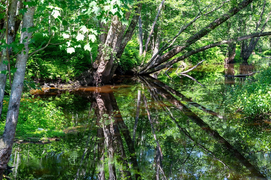 Idlyllic tree covered Twentyfive mile stream in Unity Maine with leaning trees.