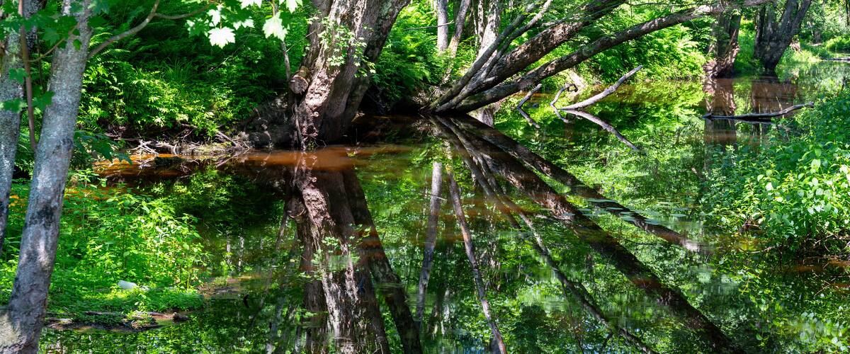 A forested area with a large fallen tree in a body of water.
