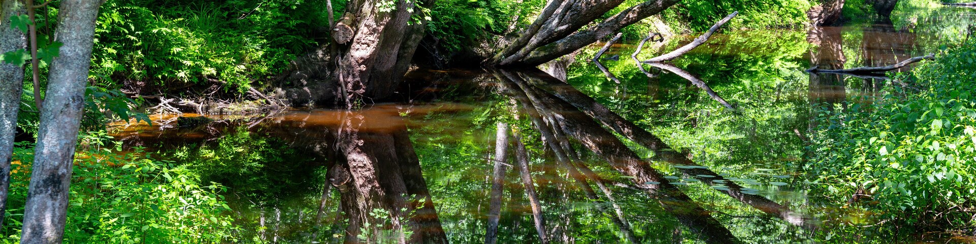 A forested area with a large fallen tree in a body of water.