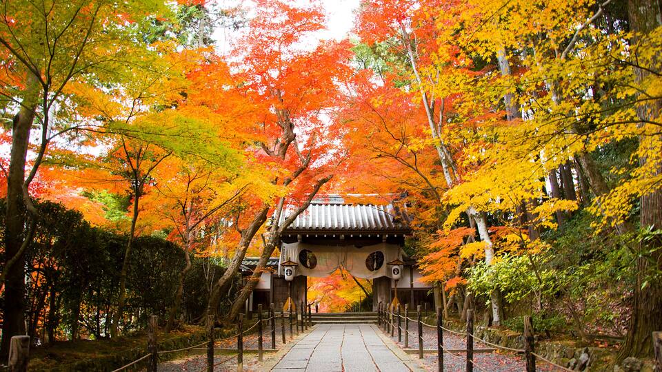 A pathway leading to a traditional Japanese gate surrounded by vibrant autumn foliage.