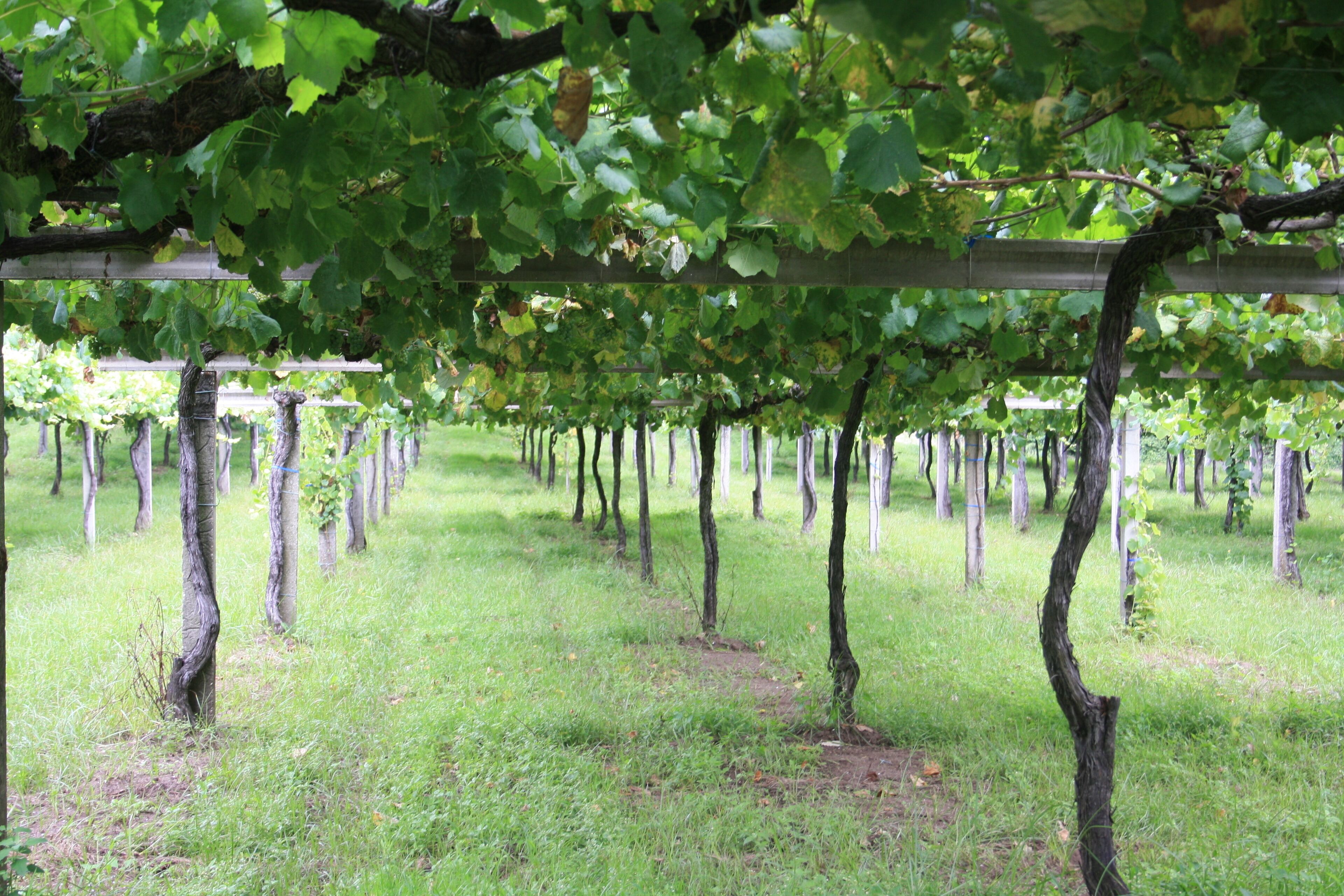 Vilanova de Arousa, Pontevedra, Spain