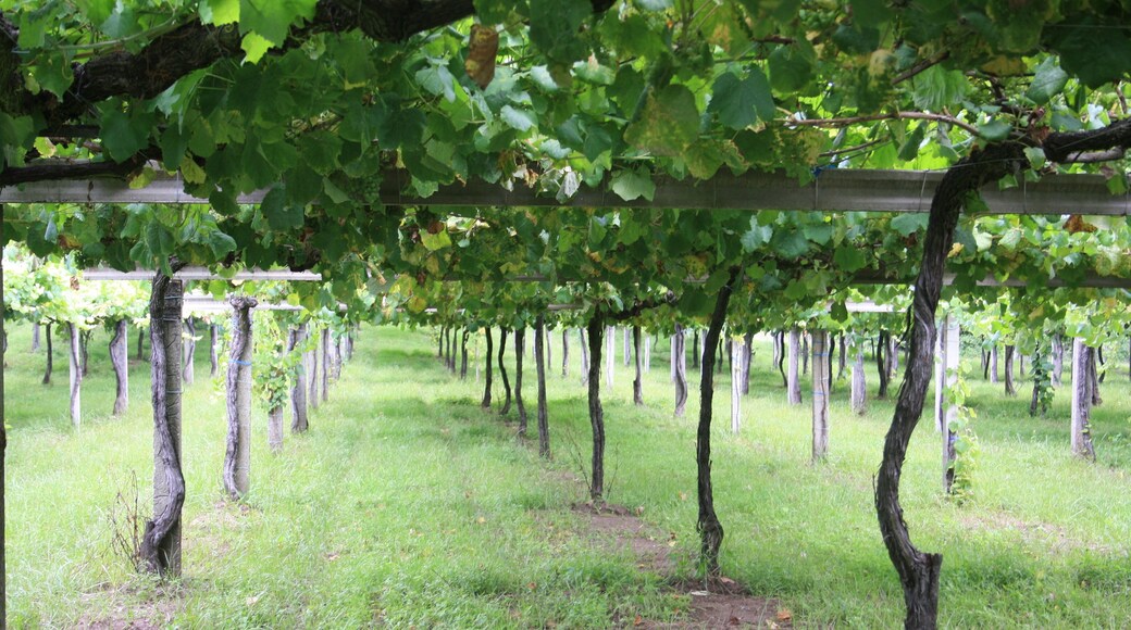 Vilanova de Arousa, Pontevedra, Spain