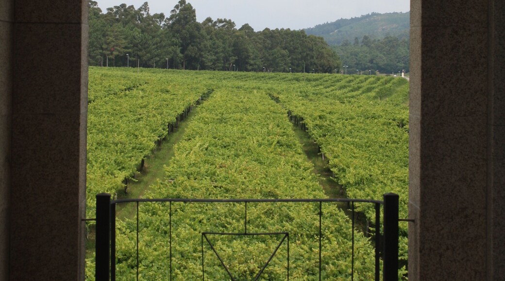 Vilanova de Arousa, Pontevedra, Spain