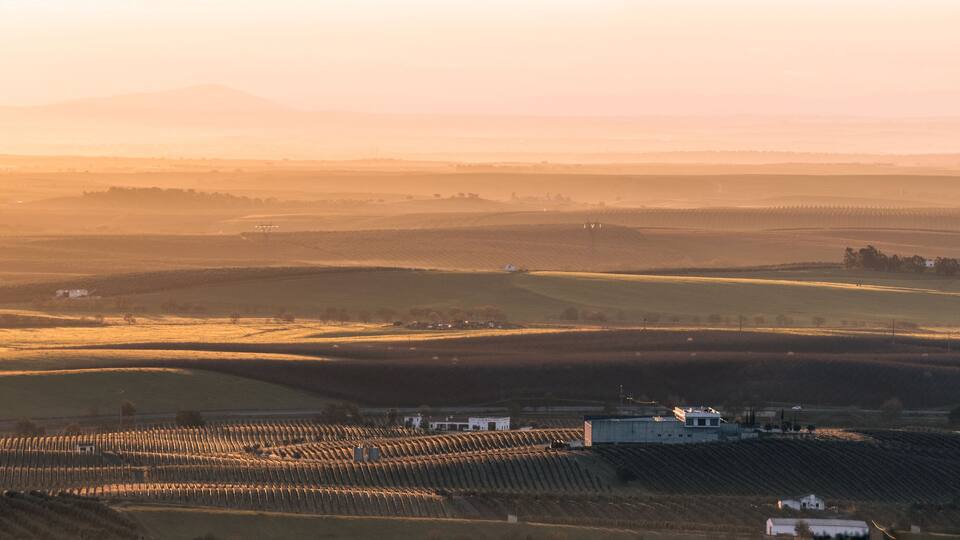 A vineyard with rows of grapevines and a few buildings in the foreground.