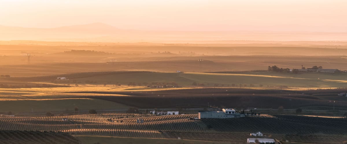 A vineyard with rows of grapevines and a few buildings in the foreground.
