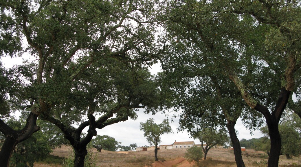If you are a cork snob - which I am - preferring bottles with cork seals and their mystique in the opening and that happy sound of it departing its resting place at the neck of the bottle - then the cork forests that produce more than half the world's cork call you to the coast of Portugal to a serene place - the Alentejo region, a nation within a nation. The sparsely populated area north of the Algarve abounds in vesitiges of former greatness: Roman and Moorish. Magical.
