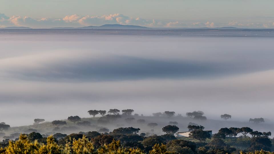 A foggy landscape with trees and distant mountains.