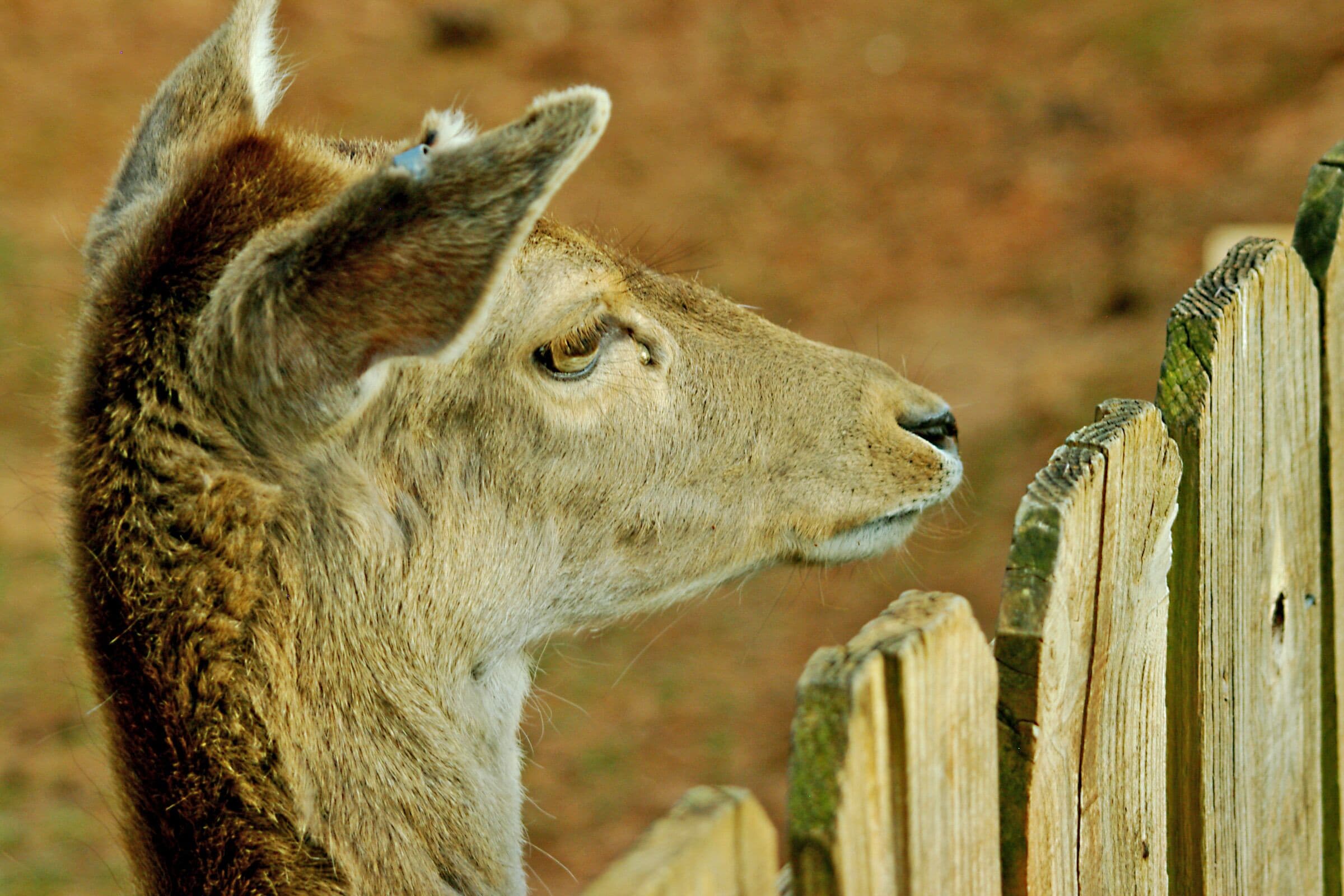 Just a really curious deer in the barnyard. #Nature