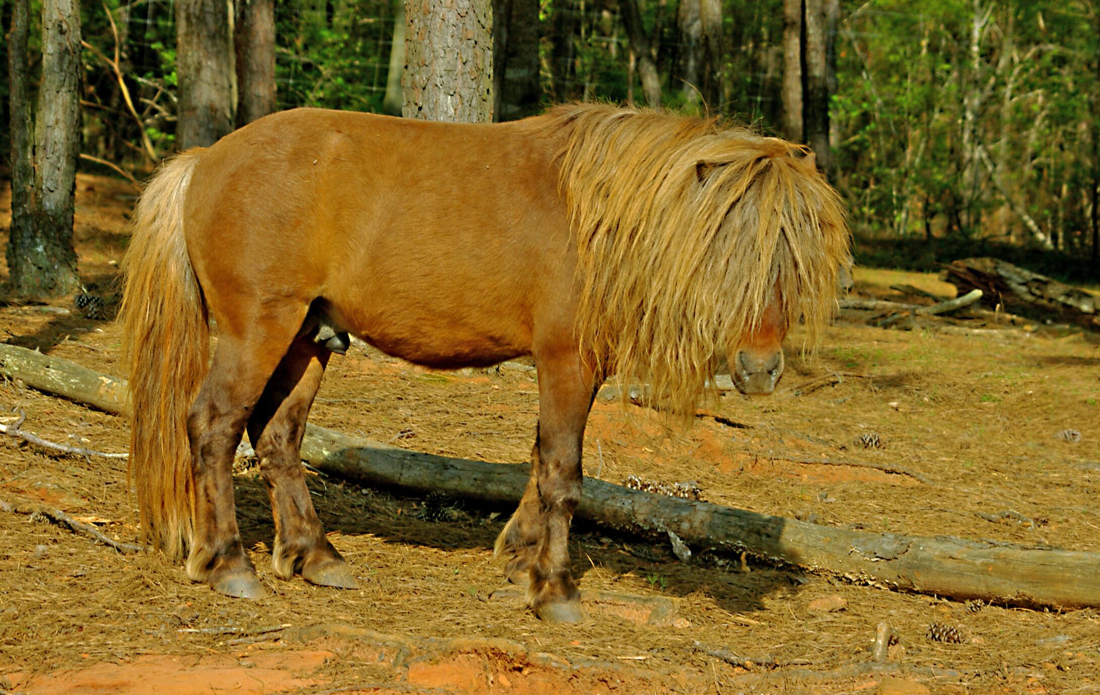 The park has a large variety of anmals in a drive through area such as this dude with the wild Doo. #Nature