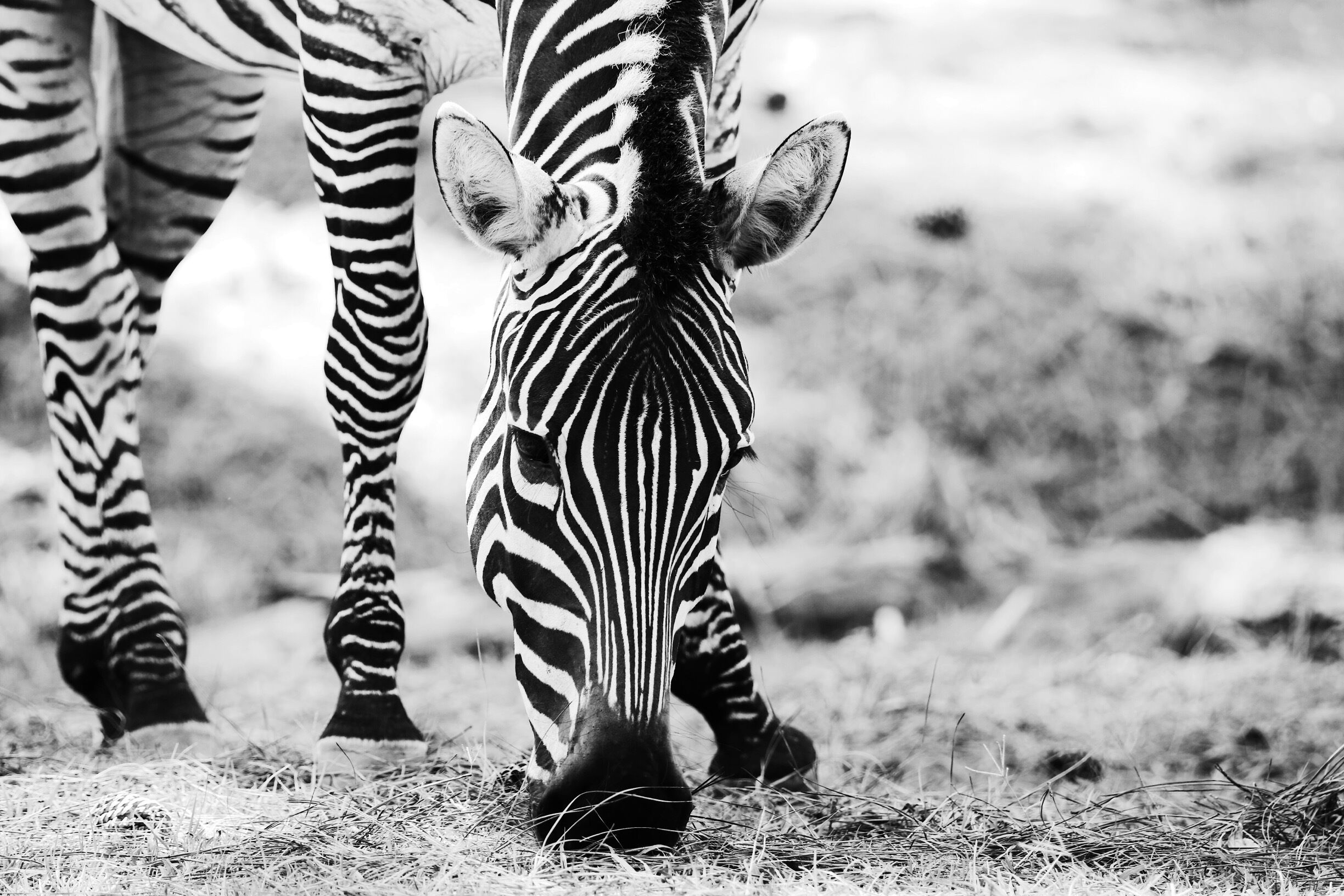 A zebra through my lens at the wild animal safari,GA