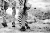 A zebra grazing in a field.