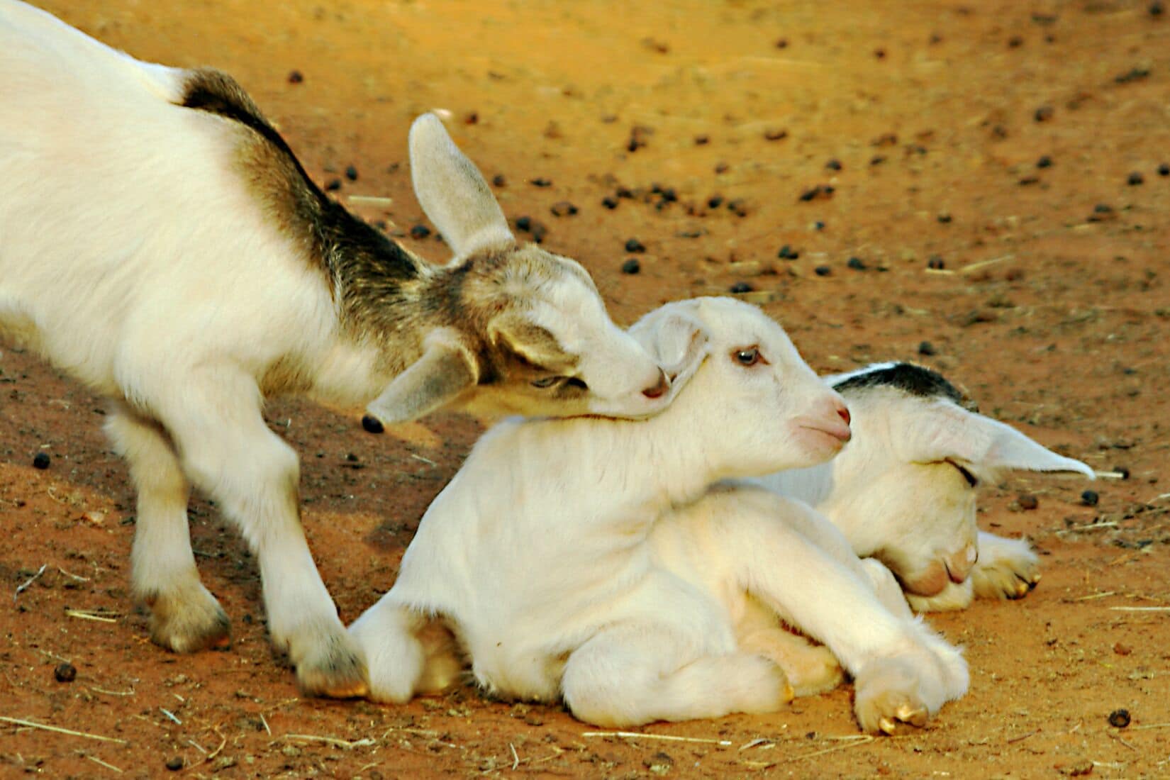 These little ones had run of the barnyard.  I guess a little ear nibbling is allowed among friends. #Nature