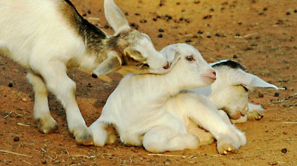 These little ones had run of the barnyard. I guess a little ear nibbling is allowed among friends. #Nature
