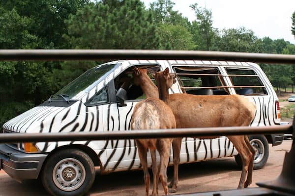 The animals accost all zebra vans, sometimes taking hostages until their demands are met.