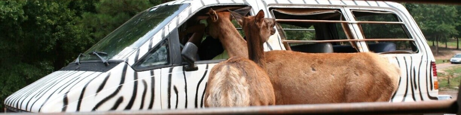 The animals accost all zebra vans, sometimes taking hostages until their demands are met.