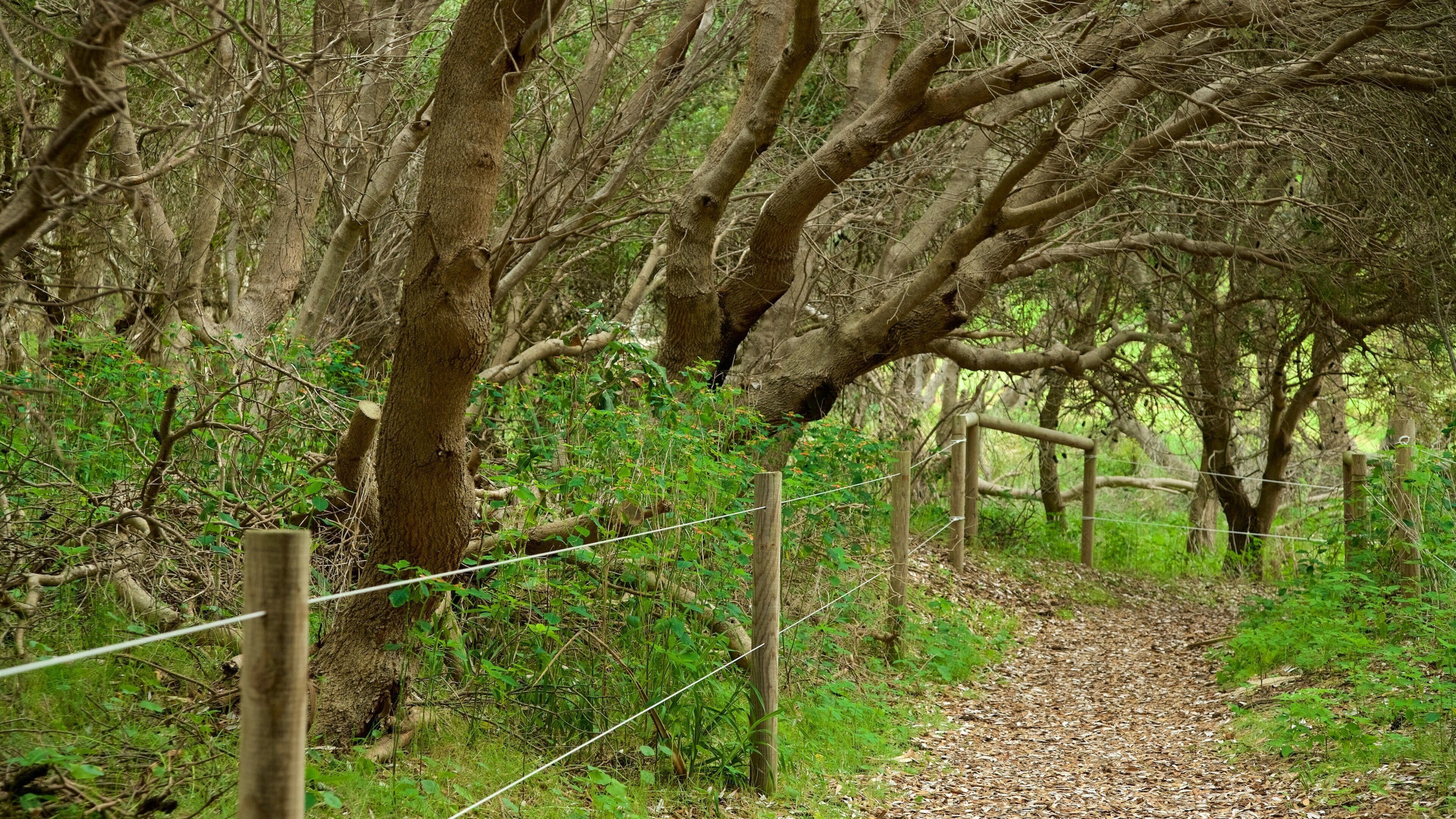 サウス ヘッド パーク どの含み 庭園