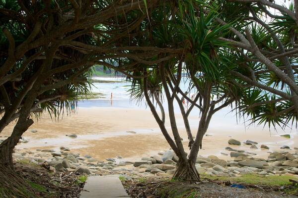 South Head Park mettant en vedette plage