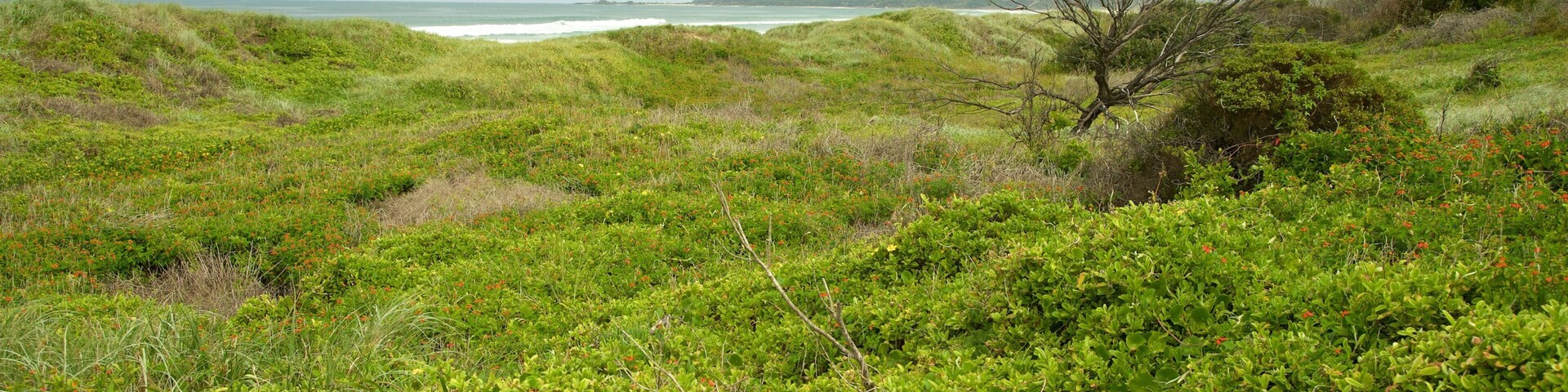 South Head Park which includes a garden